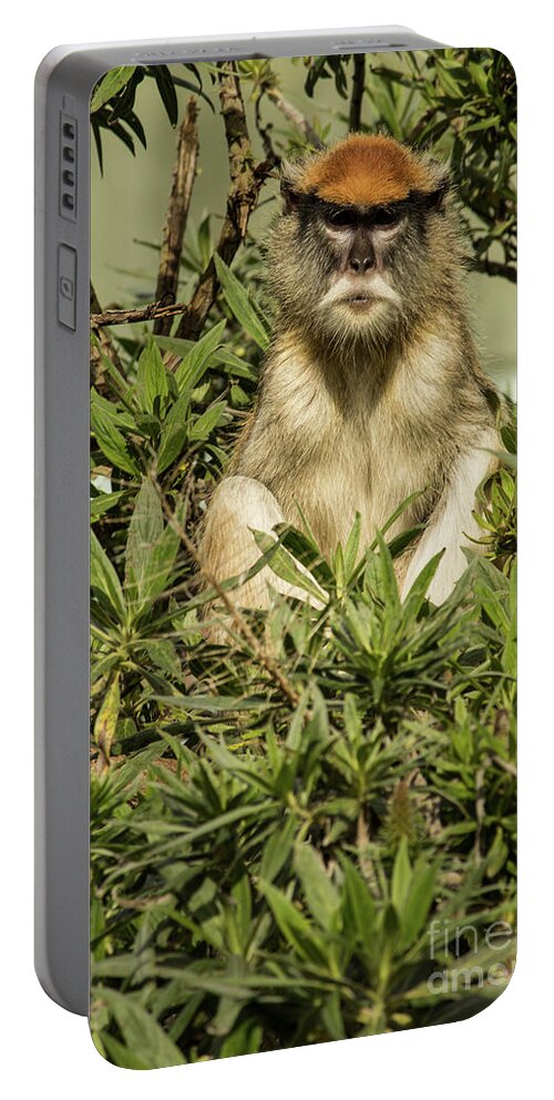 Patas Monkey Portable Battery Charger featuring the photograph Patas Monkey by Suzanne Luft