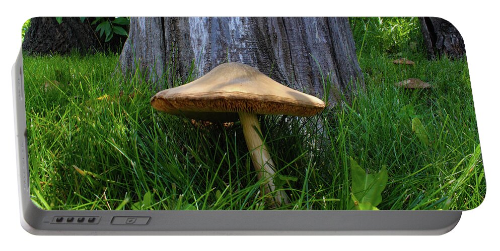 Mushroom Portable Battery Charger featuring the photograph Path of Mushrooms by Shane Bechler