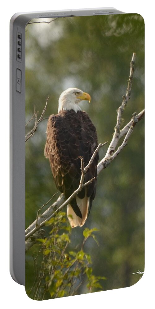 Bird Portable Battery Charger featuring the photograph Patience by Harry Moulton