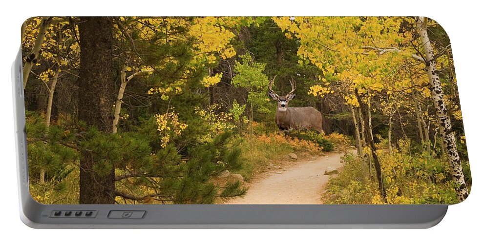Fall Aspens Portable Battery Charger featuring the photograph Peaceful Walk by Bon and Jim Fillpot