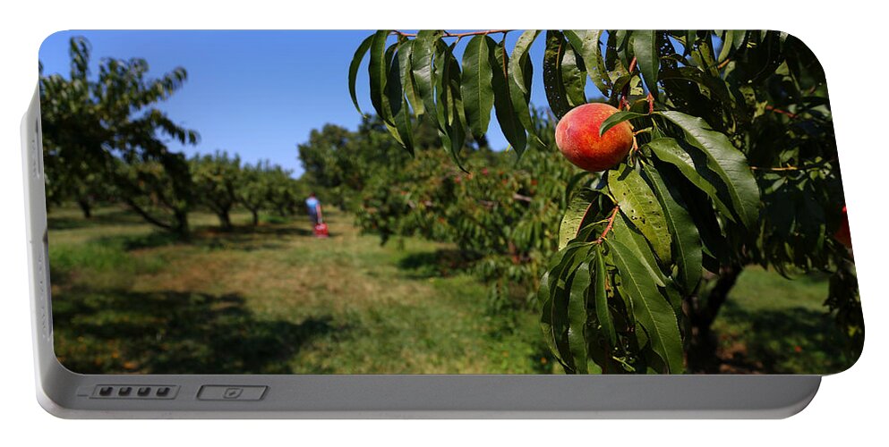 Peach Grove Portable Battery Charger featuring the photograph Peach Grove by Karol Livote