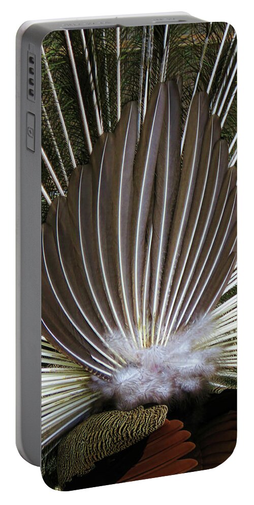 Peacock Portable Battery Charger featuring the photograph Peacock Back Fan by Helaine Cummins