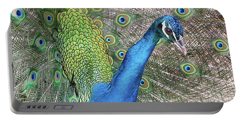 Peacock Portable Battery Charger featuring the photograph Peacock by Bob Slitzan