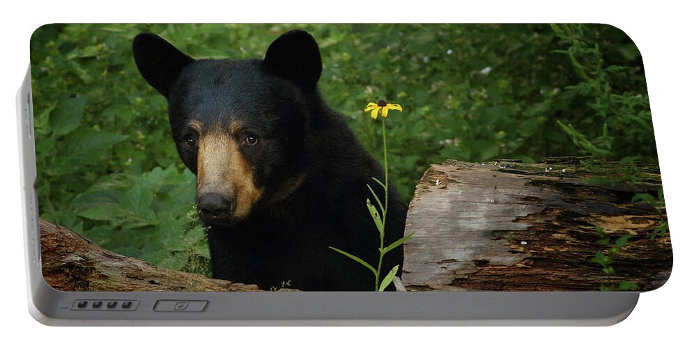 Bear Portable Battery Charger featuring the photograph Peeking Around the Log by Duane Cross