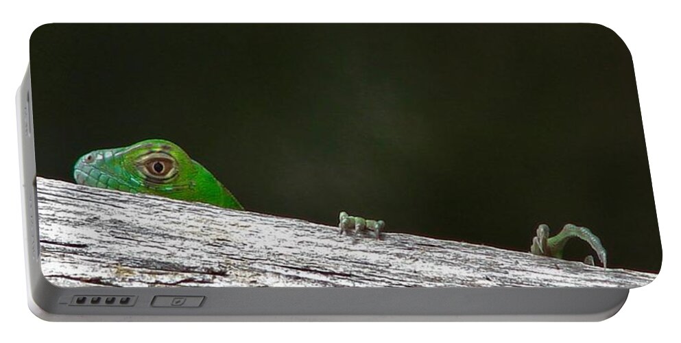 Reptile Portable Battery Charger featuring the photograph Peeping Iguana by Carl Moore