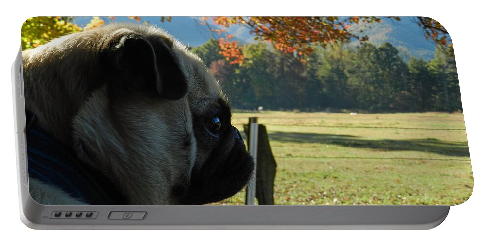 Animal Portable Battery Charger featuring the photograph Puggy Sue looking for Bear by Deborah Ferree