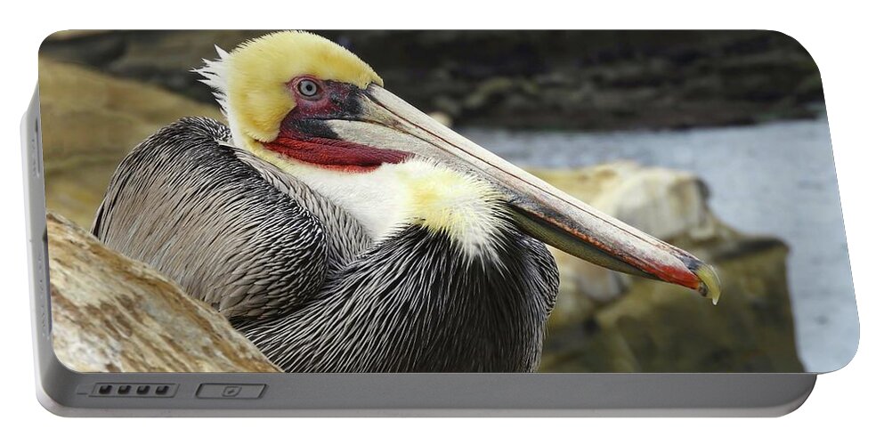 Pelican Portable Battery Charger featuring the photograph Pelican Among Rocks by Beth Myer Photography
