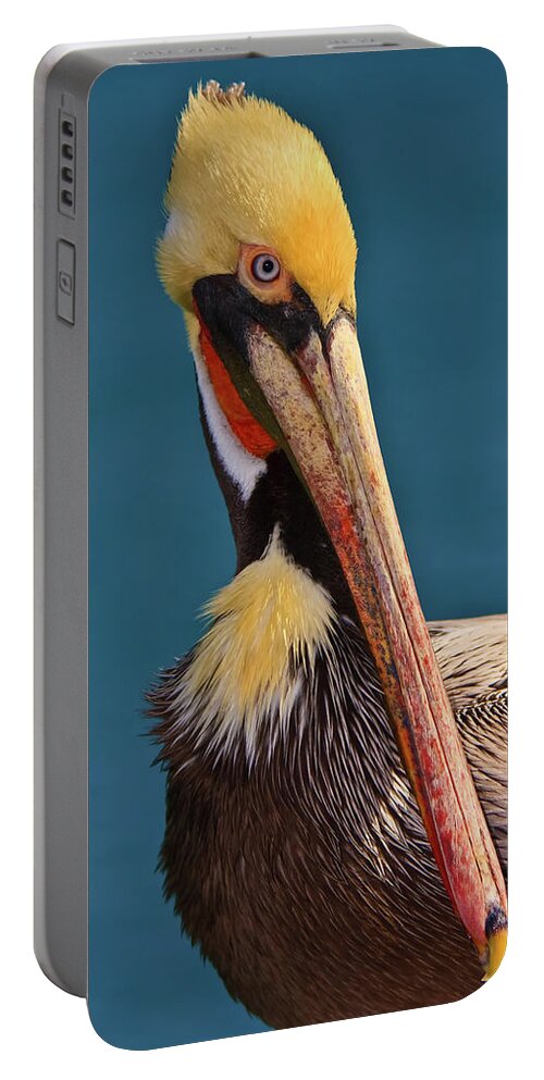 Pelican Portable Battery Charger featuring the photograph Pelican by Beth Sargent