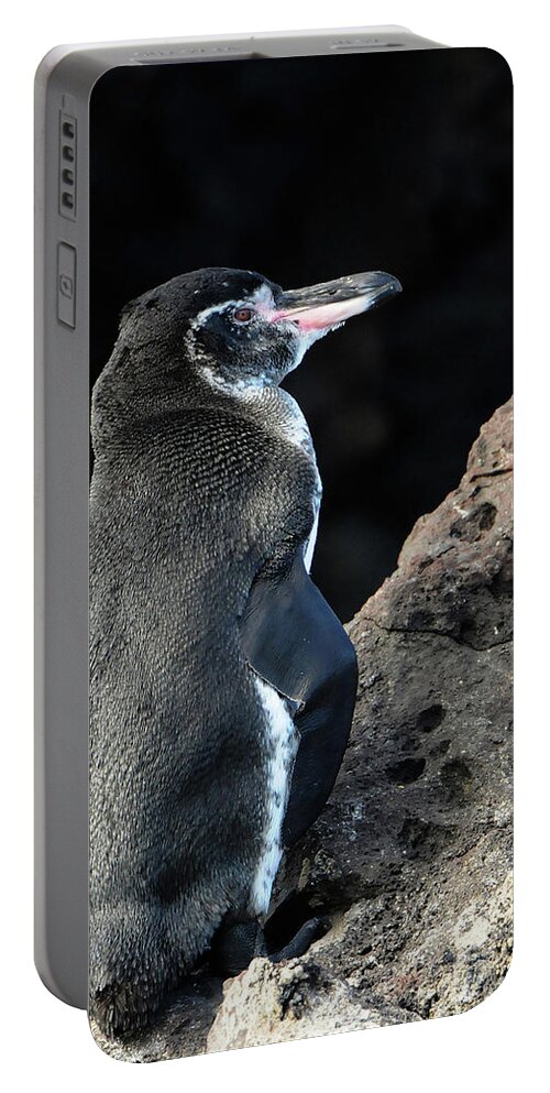 Penguin Portable Battery Charger featuring the photograph Penguin in Galapagos by Ted Keller