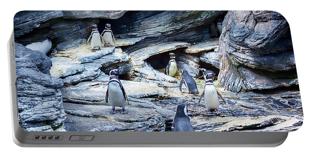 Penguin Portable Battery Charger featuring the photograph Penguins Family by Ariadna De Raadt
