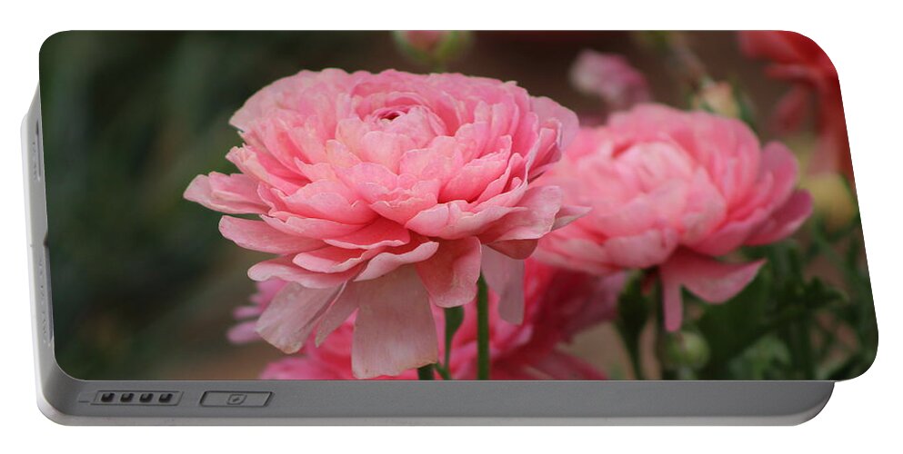 Pink Ranunculus Portable Battery Charger featuring the photograph Peony Pink Ranunculus Closeup by Colleen Cornelius