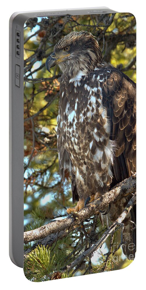 Golden Eagle Portable Battery Charger featuring the photograph Perched And Camouflaged by Adam Jewell