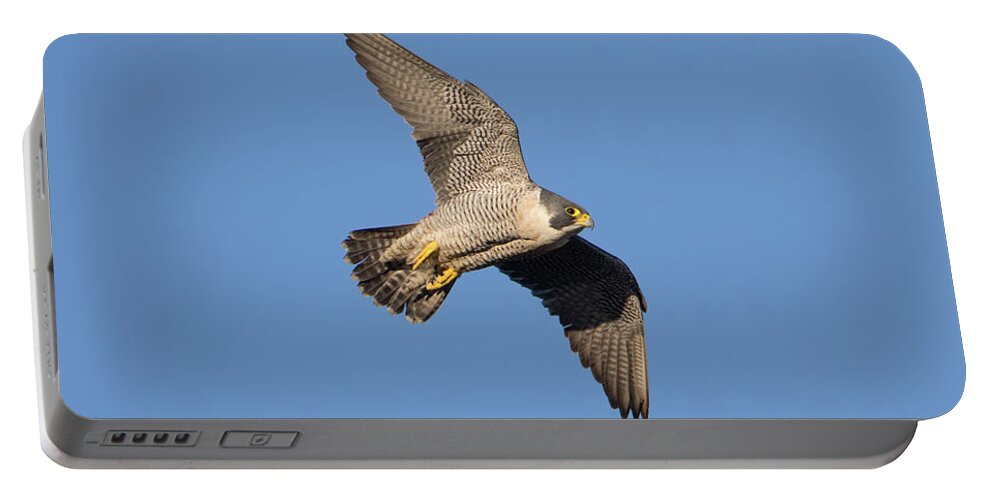 Peregrine Portable Battery Charger featuring the photograph Peregrine Falcon by Pete Walkden