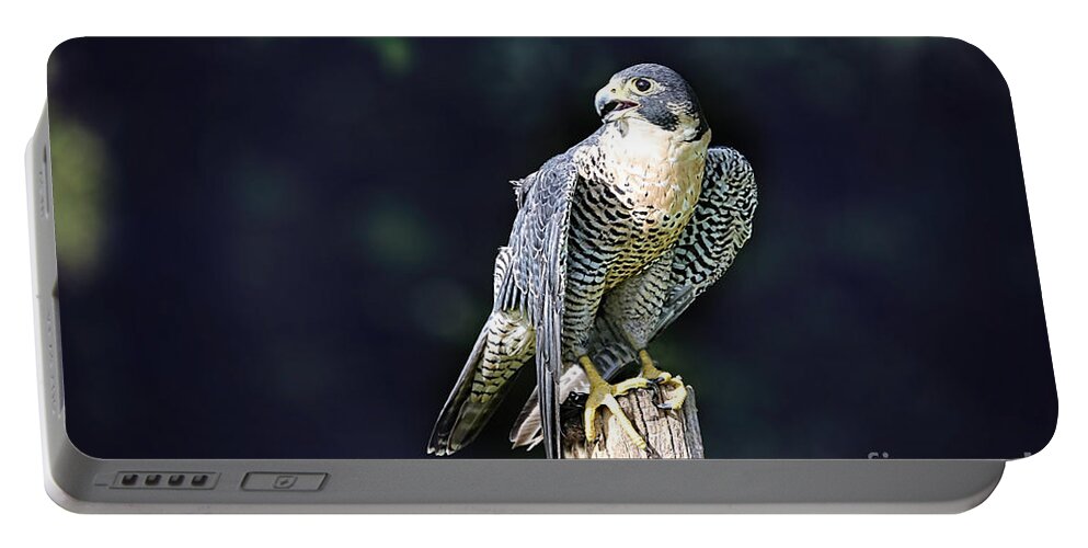 Falcon Portable Battery Charger featuring the photograph Peregrine Falcon by Sharon McConnell