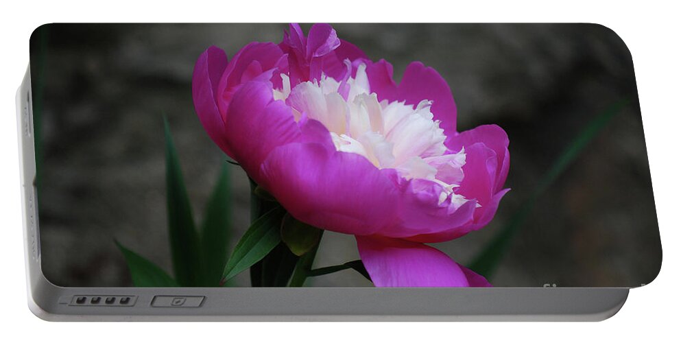 Peony Portable Battery Charger featuring the photograph Perfect Shade of Pink by Lori Tambakis