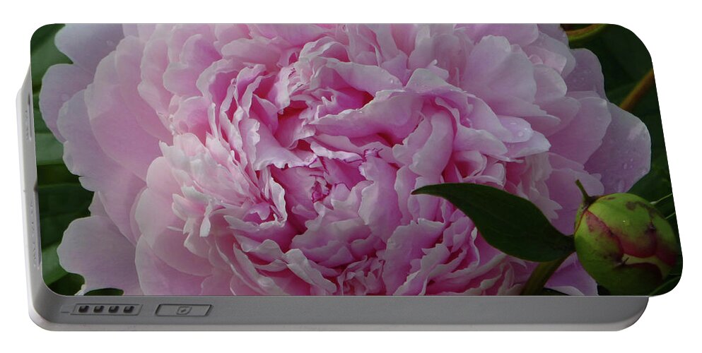 Flowers Portable Battery Charger featuring the photograph Perfection in Pink by Cris Fulton