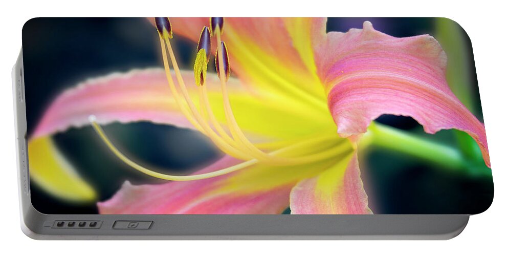 Beautiful Portable Battery Charger featuring the photograph Perfection of a bloom. by Usha Peddamatham