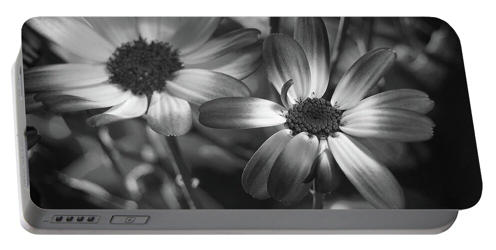 Flowers Portable Battery Charger featuring the photograph Pericallis Senetti Blue Bicolor In Monochrome 2 by Dorothy Lee