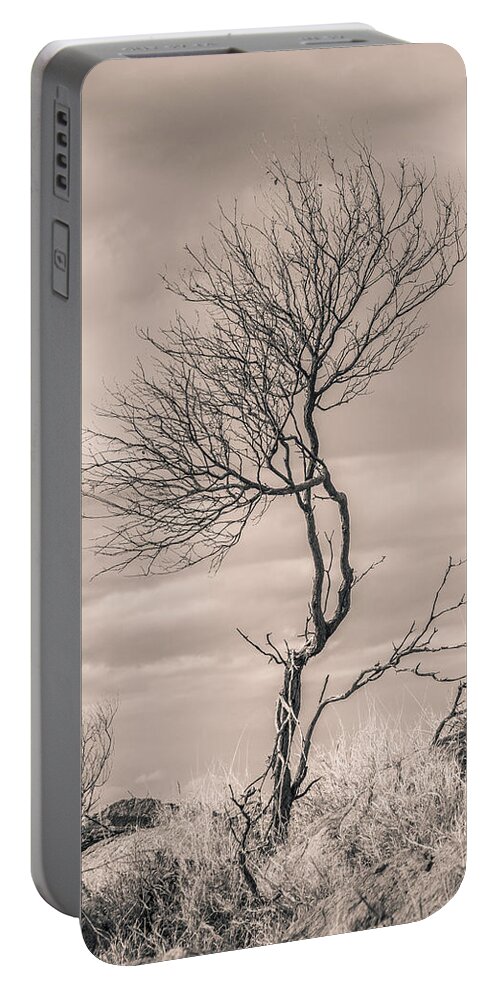 Tree Portable Battery Charger featuring the photograph Perseverance by Racheal Christian