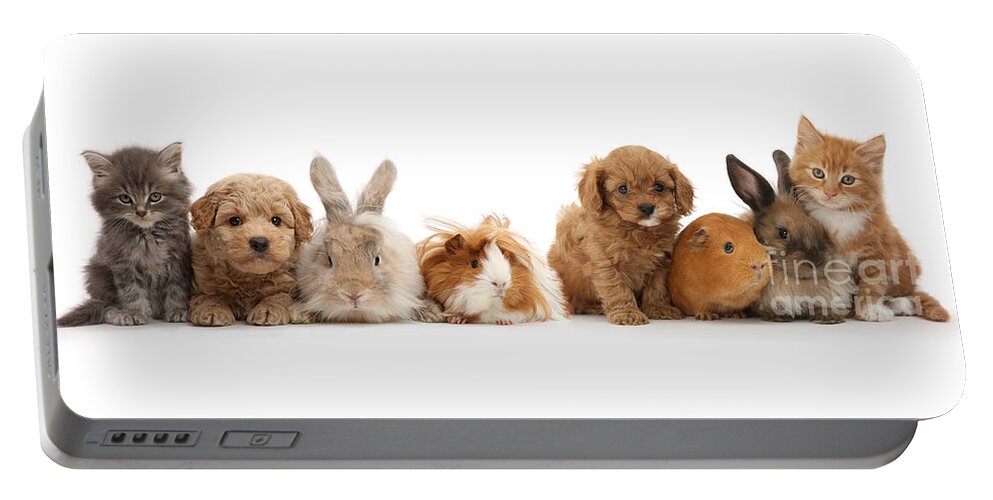 Guinea Pig Portable Battery Charger featuring the photograph Pet animal line up by Warren Photographic