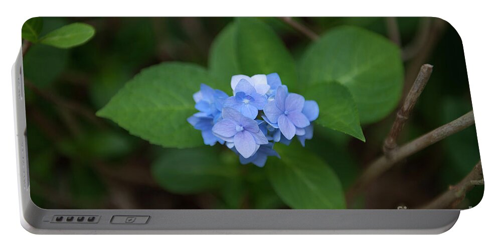 Hydrangea Portable Battery Charger featuring the photograph Petals and Thorns by Dale Powell