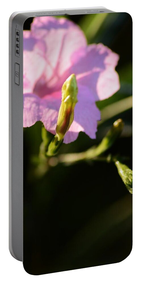 Petunia And Buds Portable Battery Charger featuring the photograph Petunia and Buds by Warren Thompson