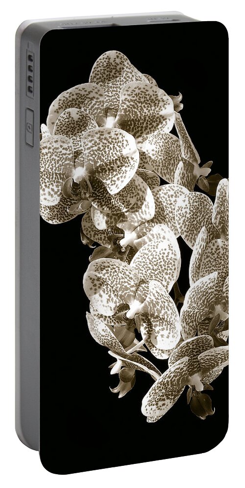 Phalaenopsis Portable Battery Charger featuring the photograph Phalaenopsis by Steven Sparks