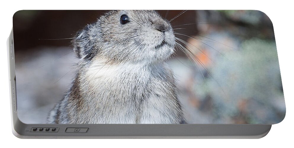 Alaska Portable Battery Charger featuring the photograph Pika Portrait by Tim Newton