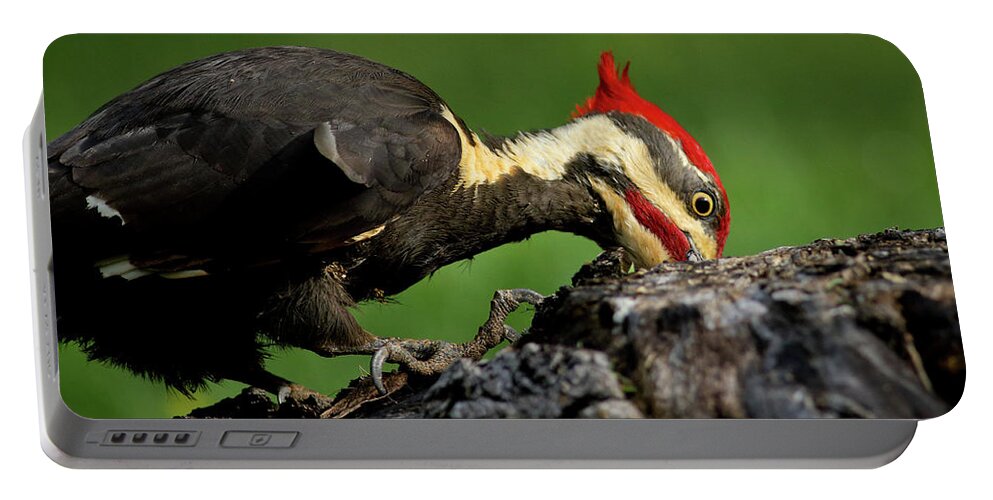 Pileated Portable Battery Charger featuring the photograph Pileated 3 by Douglas Stucky