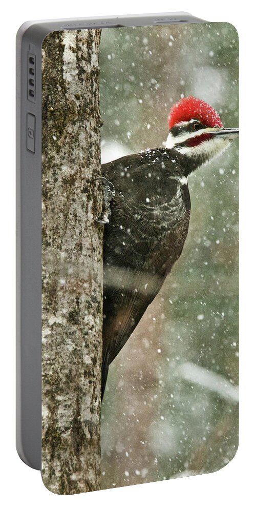 Woodpecker Portable Battery Charger featuring the photograph Pileated Woodpecker on a Snowy Day by Michael Peychich