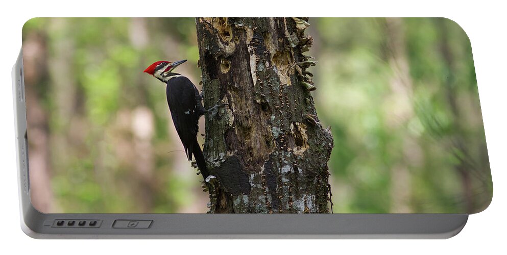 Woodpecker Portable Battery Charger featuring the photograph Pileated woodpecker by Paul Rebmann