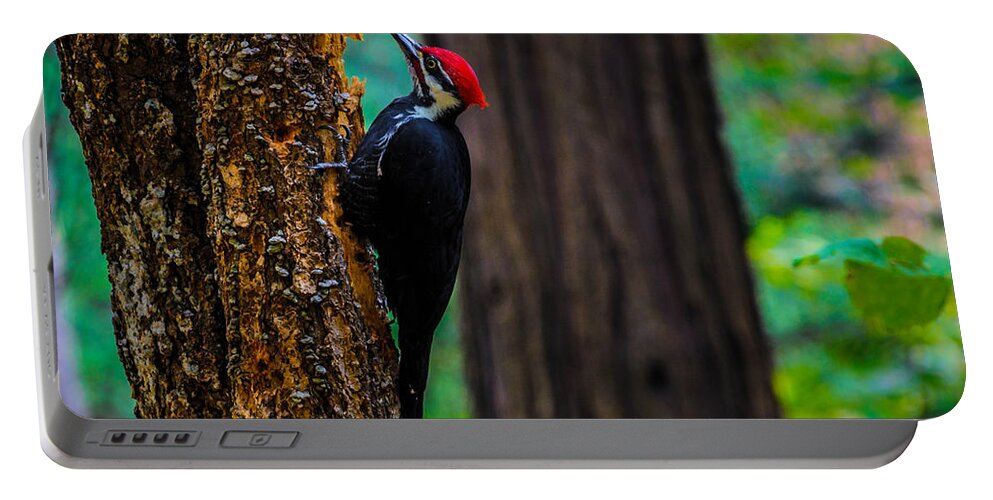 Pileated Woodpecker Portable Battery Charger featuring the photograph Pileated Woodpecker by Steph Gabler
