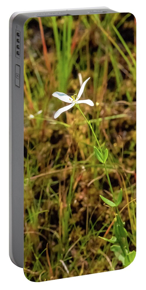 Grass Portable Battery Charger featuring the photograph Pine Lands Endangered Plant by Louis Dallara