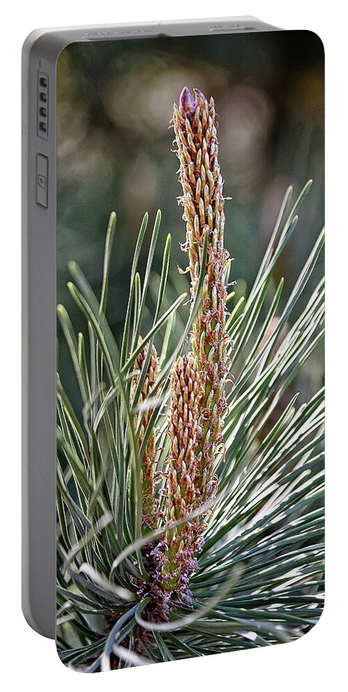 Pine Portable Battery Charger featuring the photograph Pine Shoots by Kuni Photography