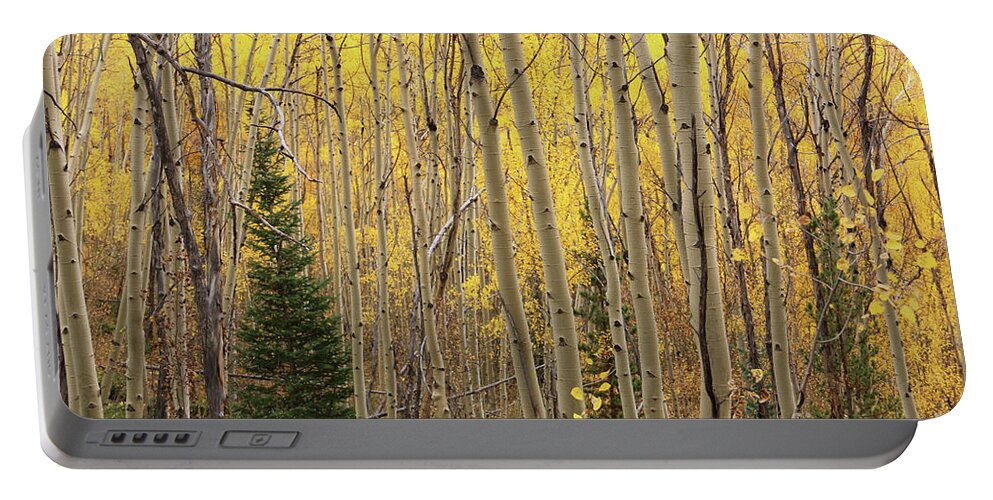 Aspens Portable Battery Charger featuring the photograph Pine Tree Among Aspens 4873 by Jack Schultz