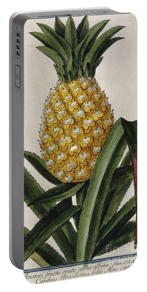 Pineapple Portable Battery Charger featuring the drawing Pineapple by Italian School