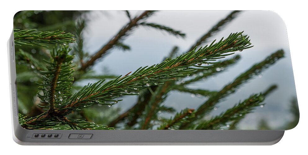 Pine Portable Battery Charger featuring the photograph Pines wet after the rain by Nicola Aristolao