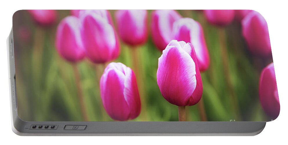 Pink Portable Battery Charger featuring the photograph Pink And White Tulips by Sharon McConnell