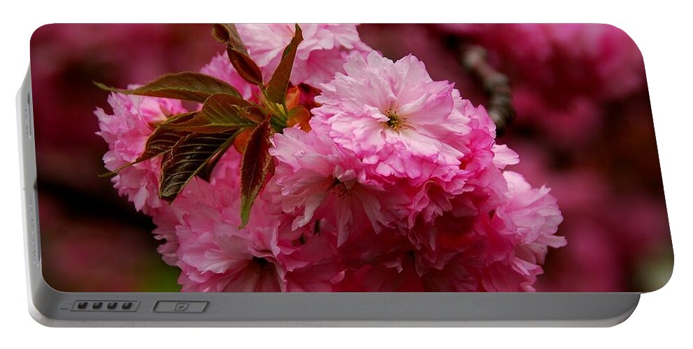 Cherry Blossom Trees Portable Battery Charger featuring the photograph Pink Blooms by Angie Tirado