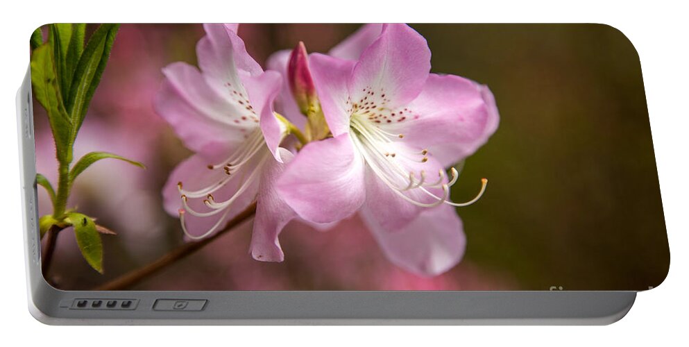 Maine Portable Battery Charger featuring the photograph Pink Blossom by Karin Pinkham