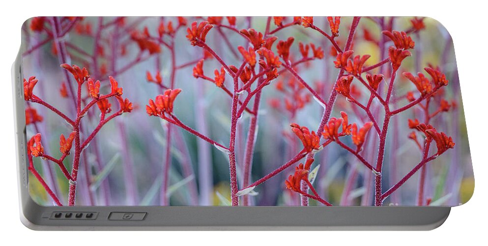 Flower Portable Battery Charger featuring the photograph Red Kangaroo Paw by Werner Padarin