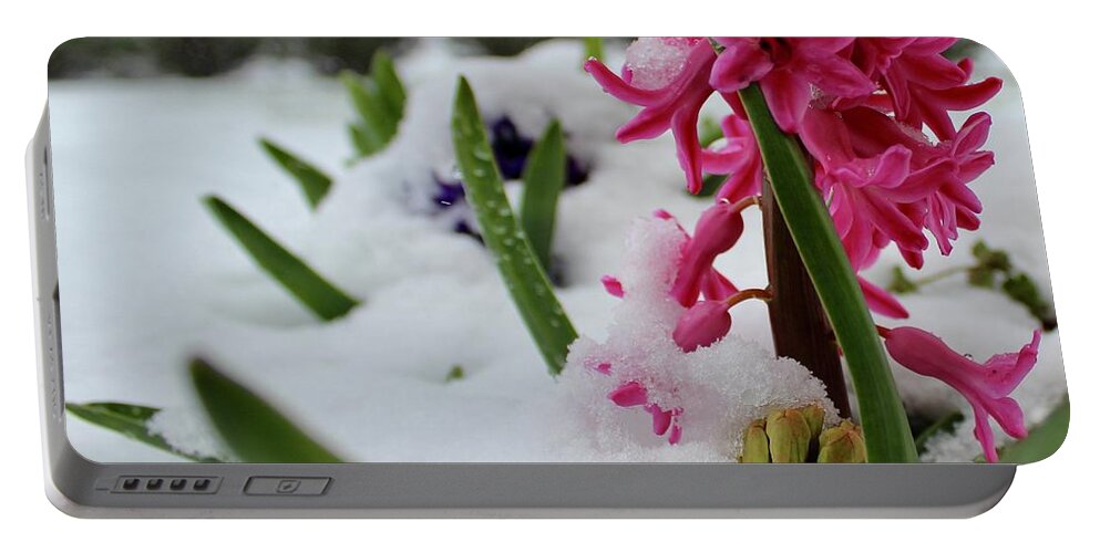 Photography Portable Battery Charger featuring the photograph Pink Hyacinth Snowed Over Like the Evergreen Trees by M E