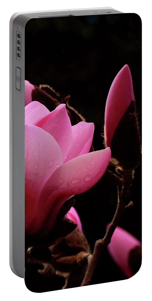 Alex Lyubar Portable Battery Charger featuring the photograph Pink Magnolia by Alex Lyubar