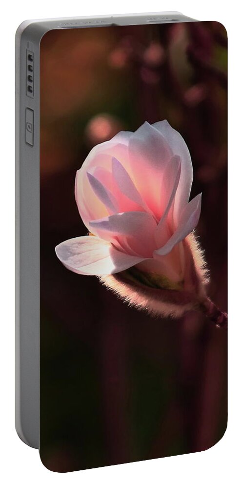 Magnolia Portable Battery Charger featuring the photograph Pink Magnolia by Jeff Townsend