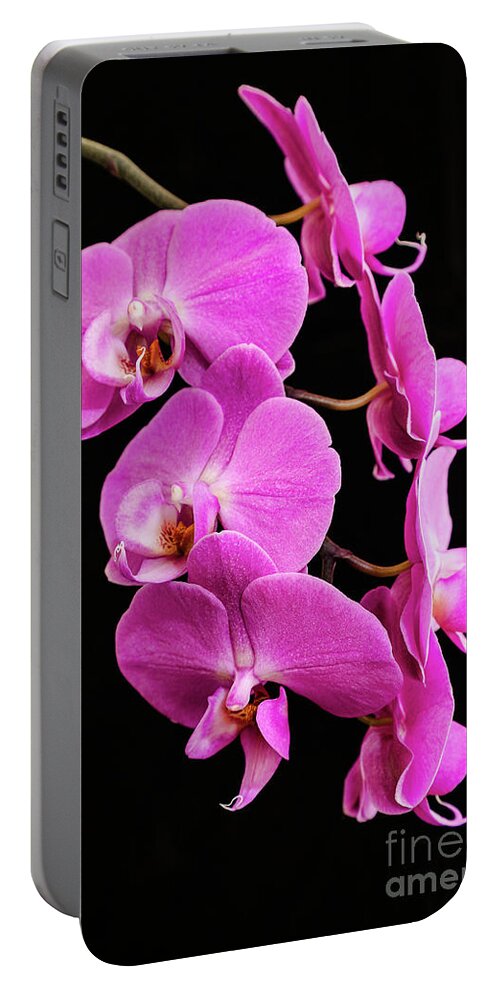 Pink Orchid Portable Battery Charger featuring the photograph Pink Orchid with Black background by Andy Myatt