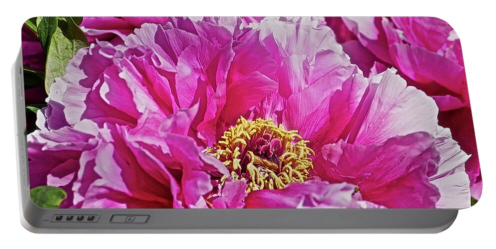 Close Up Photograph Of Pink Peony Flower Portable Battery Charger featuring the photograph Pink Peony by Joan Reese