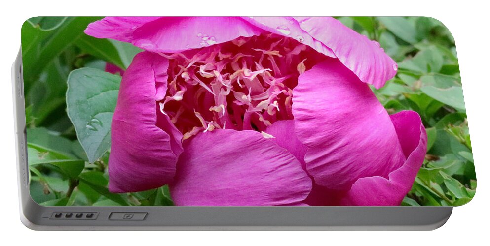 Pink Peony Portable Battery Charger featuring the photograph Pink Peony With Morning Dew by Beth Myer Photography