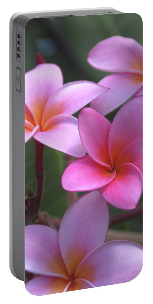 Plumeria Portable Battery Charger featuring the photograph Pink Plumeria by Brian Harig