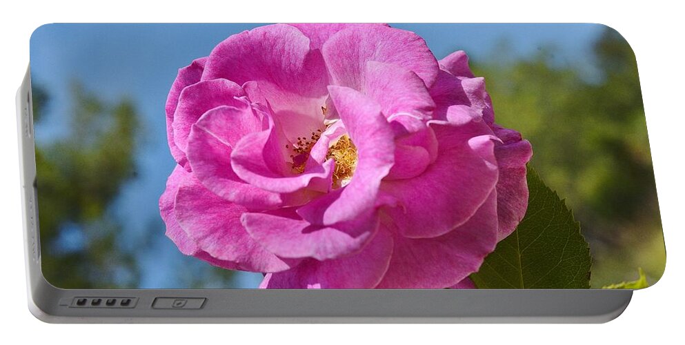 Linda Brody Portable Battery Charger featuring the photograph Pink Rose Against Blue Sky II by Linda Brody