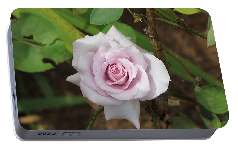 Rose Portable Battery Charger featuring the photograph Pink Rose by Jerry Battle